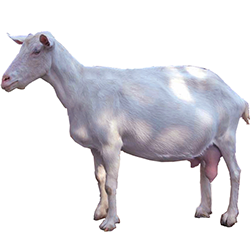 Laoshan Goat
